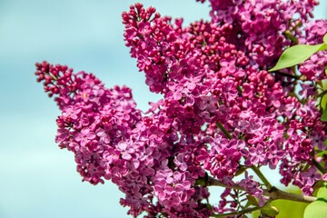 lilac blossoms in spring in the city Munich