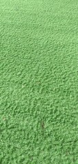 green grass texture