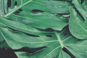 Beautiful of green tropical leaves