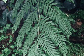 Beautiful of green tropical leaves