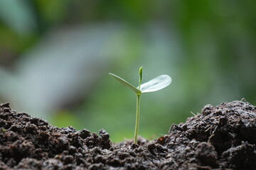  beginning to grow a leaf in a seed sprout from soil 
which keep potential  changes in environment environmental day