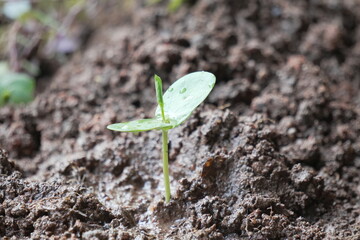  beginning to grow a leaf in a seed sprout from soil 
which keep potential  changes in environment environmental day
