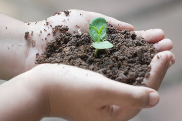 boy holding a small plant with growing a leaf from a seed sprout from soil 
which keep potential ...