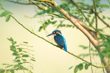Obraz premium Common Kingfisher