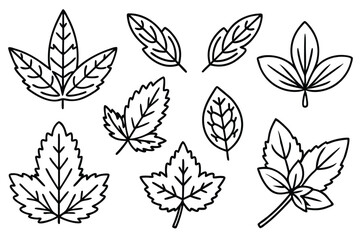 Oregano Leaf line art simple elegant nature inspired design