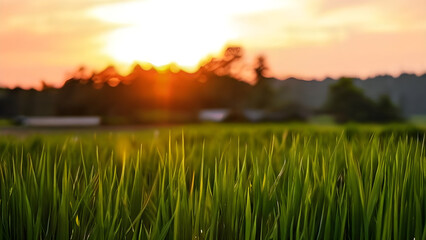 Beautiful grass and sunrise scene village wallpaper