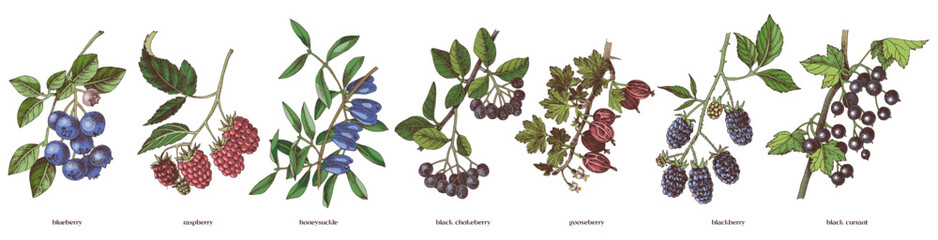 Set of hand drawn berry branches © Marina Gorskaya