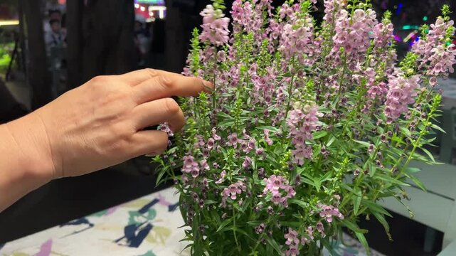 Purple Angelonia's flowers Angelonia salicariifolia. Blooming Purple Angelonia's flowers
