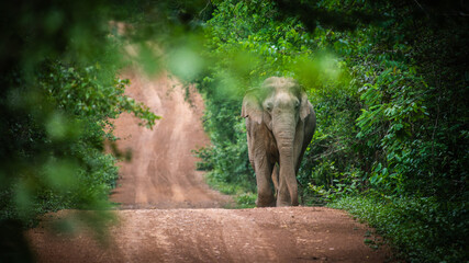 Wild elephants walk on the forest edge road at Kui Buri National Park, Thailand.