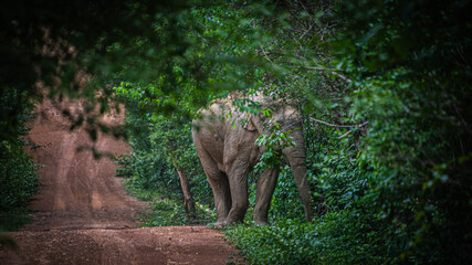 Wild elephants walk on the forest edge road at Kui Buri National Park, Thailand.