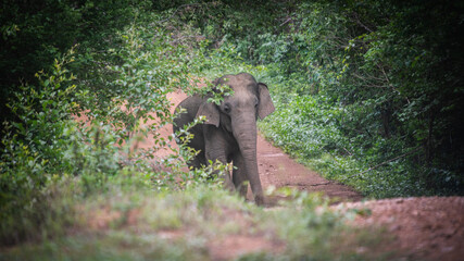 Wild elephants walk on the forest edge road at Kui Buri National Park, Thailand.