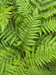 green fern. fern leaf background