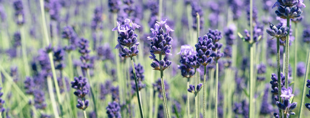 Beautiful purple lavender in the garden in summer Japan.