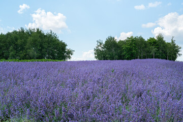 Beautiful purple lavender in the garden in summer Japan.