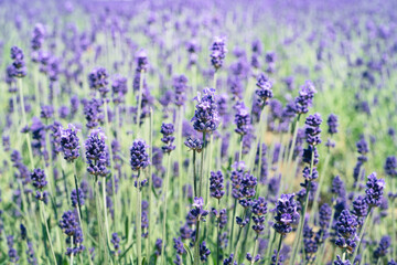 Beautiful purple lavender in the garden in summer Japan.