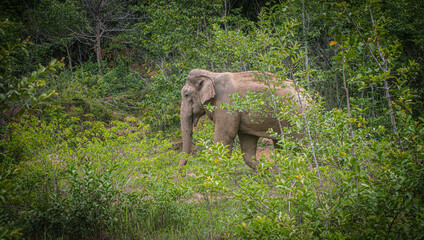 Wild elephants walk on the forest edge road at Kui Buri National Park, Thailand.