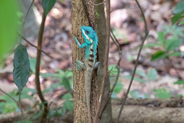 Blue crested lizard (Calotes mystaceus)