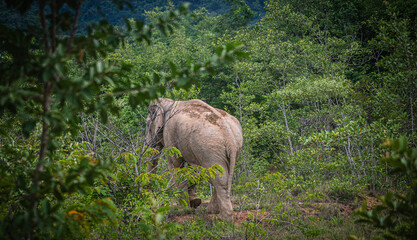Wild elephants walk on the forest edge road at Kui Buri National Park, Thailand.