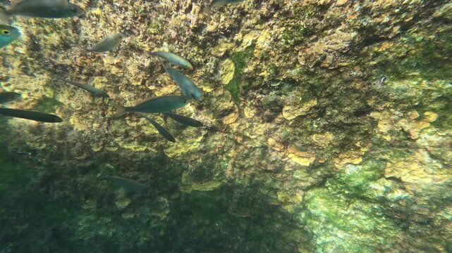 Underwater clip of small coastal fish swimming near a pier. Salpa, and damsel fish.