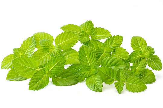 Mesona Chinensis is a Chinese herb for grass jelly on white background.