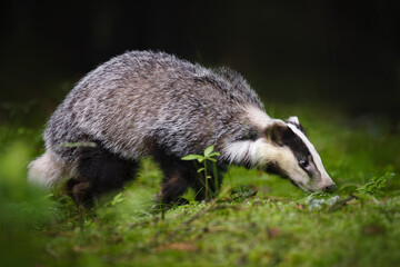 Obraz premium An unmistakable animal, the badger is large and grey, with a short, fluffy tail, black belly and paws, and a black-and-white striped face. Badgers can eat several hundred earthworms a night!