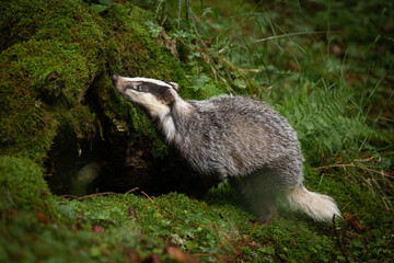 An unmistakable animal, the badger is large and grey, with a short, fluffy tail, black belly and paws, and a black-and-white striped face.  Badgers can eat several hundred earthworms a night! © janstria