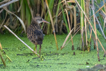 A young water rail stands in the water with green lemna near the reeds on a summer evening. 