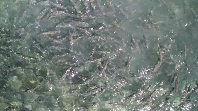 A school of bonefish swimming and feeding in clear shallow water, aerial view