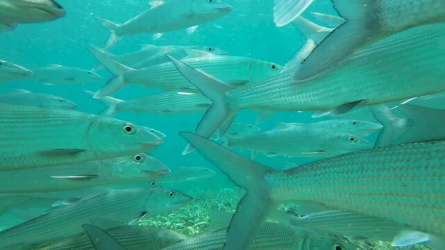 Large school of bonefish swimming underwater near the camera