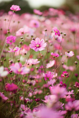 Obraz premium Field of pink flowers in full bloom under soft daylight.