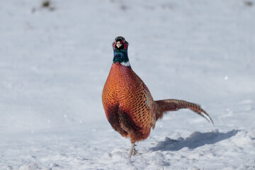 Pheasants are large, long-tailed game birds. The males have rich chestnut, golden-brown and black markings on their bodies and tails, with a dark green head and red face wattling.