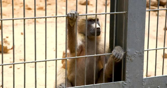 sit in a cage Guinea baboon, Papio papio, a baboon of the family of Old World monkeys, Theropithecus gelada, in nature habitat, Simien Mountains NP, Ethiopia. Primate from east Africa feeding