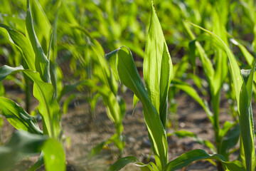 young corn leaves in the sunset light