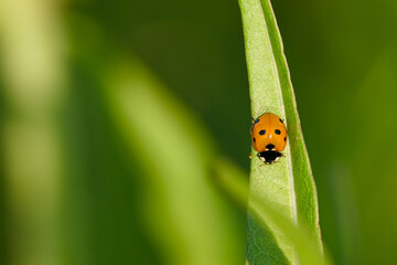 ladybug perching on the plant leaf close-up