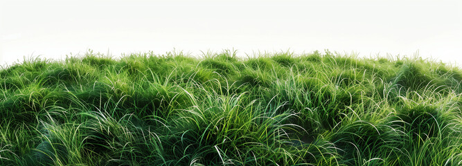 green grass field isolated on white background