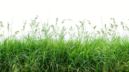 Obraz premium green grass field isolated on white background