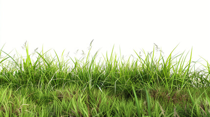 Fototapeta premium green grass field isolated on white background
