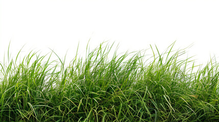 Fototapeta premium green grass field isolated on white background