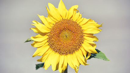 sunflower, bright yellow. Large flowers of a sunflower. Yellow flowers on a farm field. Agriculture concept, good harvest. Growing seeds for oil. close-up