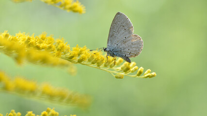 Polyommatus Cyaniris semiargus, blue mazarin. butterfly sitting on a yellow goldenrod flower in a summer field on a green floral background. yellow wildflowers. spring sunny day, macro nature