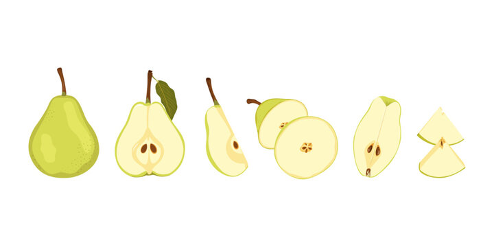 Raw green pear fruit. Ripe whole, half, quarter and slice pear. Simple hand drawn vector set isolated on white background.