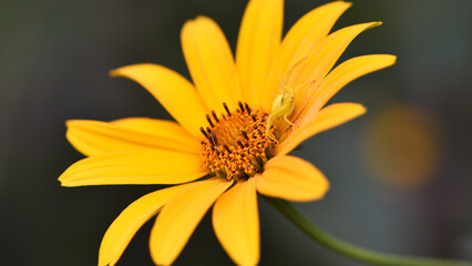 Thomisus onustus. Misumena vatia sitting on yellow chamomile flowers in the garden. close-up....