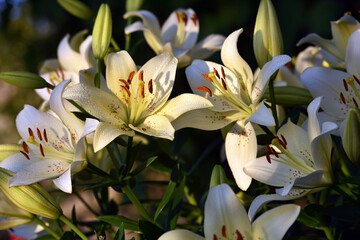 Lilium. white lily field. beautiful lily flower, close-up. delicate white lilies in the garden, in the flowerbed. floral background. blurred dark natural background. summer garden