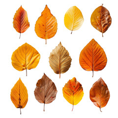 Obraz premium Collection of autumn leaves isolated on a transparent background
