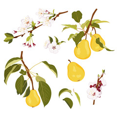 Raw yellow pear fruit. Pear blossom and fruits on branch. Simple hand drawn vector isolated on white background.