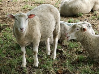 Charollais Sheep in Somme, France