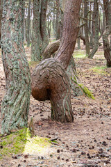 Curonian spit. Dancing pines. Tilted, curved and twisted pine trunks.  Dancing forest local landmark located on dune Round in vicinity of village of Rybachy.