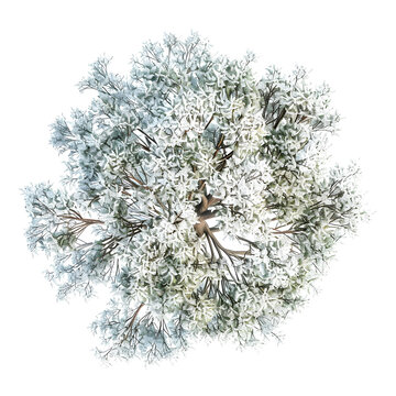 Tree top view, watercolor style vector serviceberry tree, PNG clipart