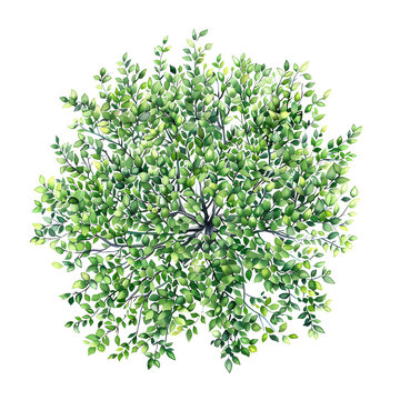Tree top view, watercolor style vector serviceberry tree, PNG clipart