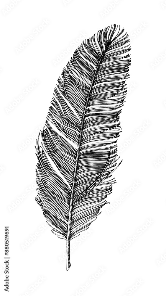 Poster hand drawn feather sticker design element